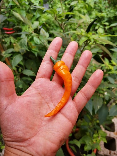 Semi cayenna orange - semi, di