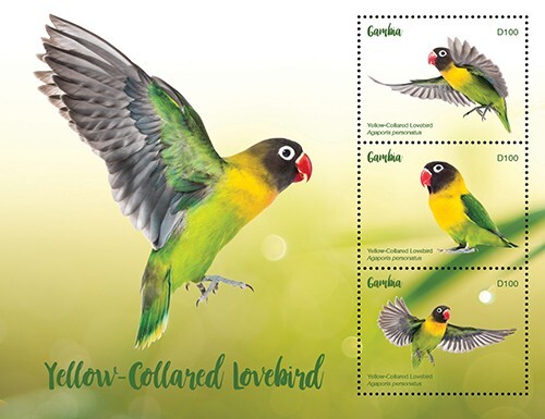 Gambia 2020 lovebird dal - gambia,