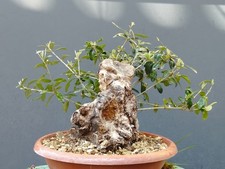 Bonsai olivastro 31x21m - bonsai,