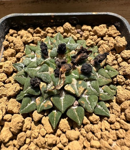 Ariocarpus kotschoubeyanus - , v