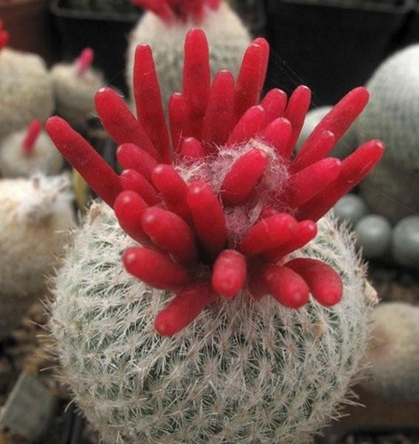 Epithelantha micromeris - , @