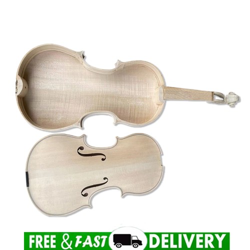 Violino incompiuto embrione