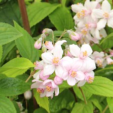 Deutzia gracilis pianta