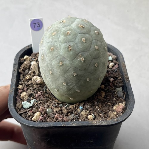 Tephrocactus geometricus - tephrocactus,