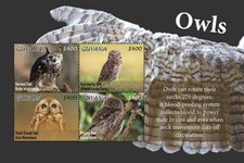 Guyana 2020 - Gufi - Uccellini