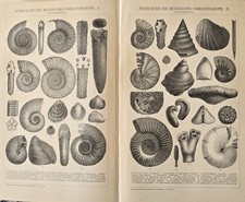 1875 N. 2 Stampe Antiche =