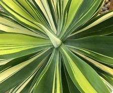 Succulent- Agave attenuata