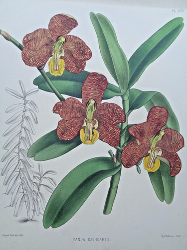 John nugent fitch - fitch, original