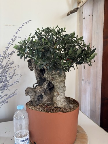 Bonsai olivo leccino - età, 35