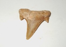 - Fossili - DENTE DI SQUALO