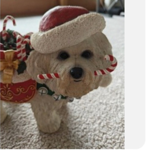Liquidazione bichon frise - bichon,