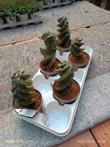 Cereus forbesii spiralis