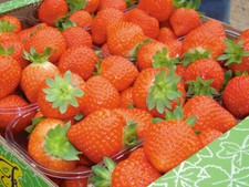 50 semi di fragola ANABELLE - semi freschi - 