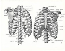 Stampa antica ANATOMIA CASSA