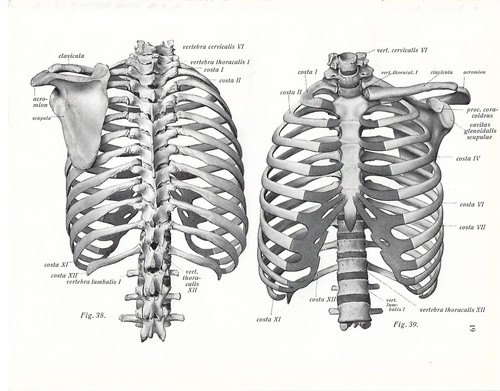 Stampa antica anatomia cassa - antica,