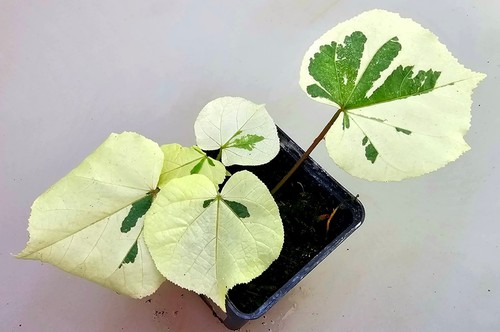Bellissimo ibisco tiliceo