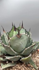 Agave Titanota Black And Blue