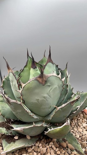 Agave titanota black and blue - and,
