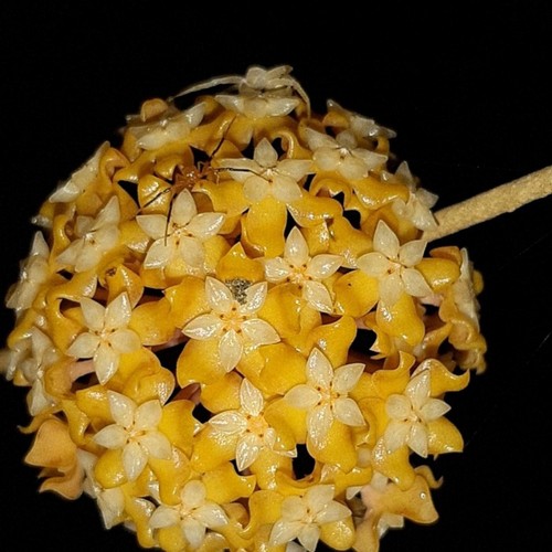 Hoya vitellina rara pianta - hoya,
