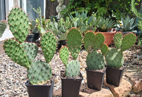 Opuntia phaeacantha var