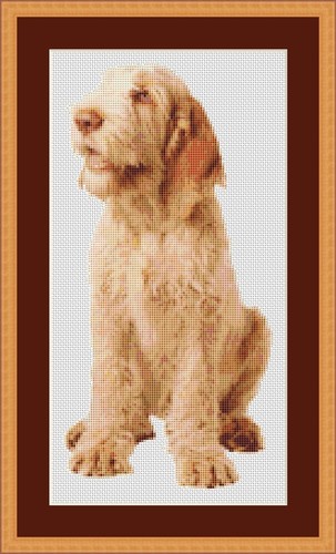 Kit punto croce cane - , spinone