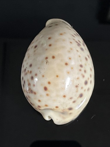 Incredibile modello cypraea - incredibile, modello...cypraea