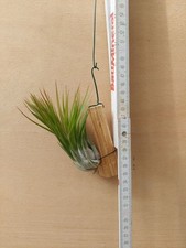 Tillandsia kolbii con - tillandsia, kolbii,