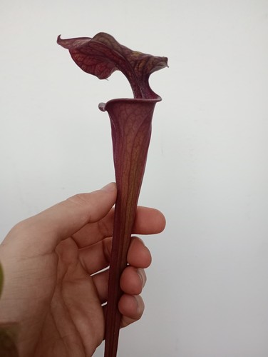 Pianta carnivora incrocio di - carnivora,,