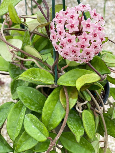 Hoya carnosa pianta - , pendente