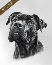 Cane Corso ritratto con occhi