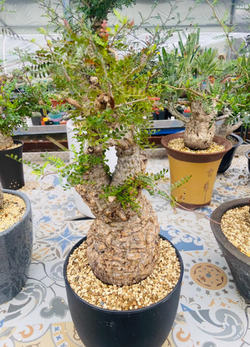 Rara pianta succulenta