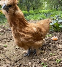 10 Uova Fertili, feconde di