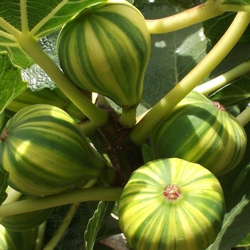 Pianta frutto fico panache - pianta,