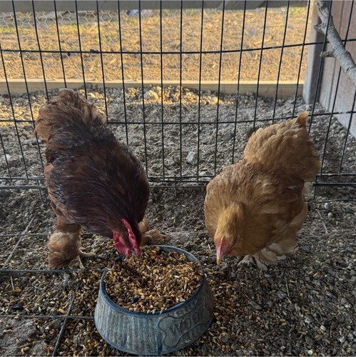 Brahma ayam cemani - ,
