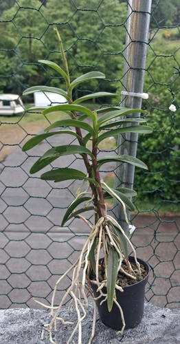 Orchidea epidendrum ibaguense - epidendrum,