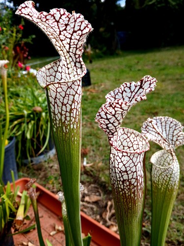 Sarracenia leucophylla giant - sarracenia,