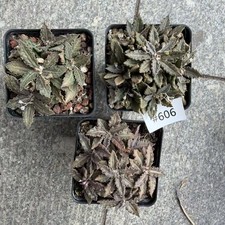 Sale 3 Pots Rare Cacti