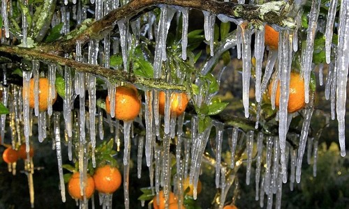 Agrumi resistenti freddo - agrumi, al