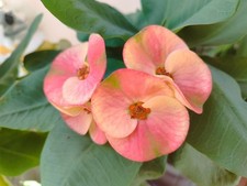 Euphorbia milii Gigante (Corona di Cristo)  ,a radice nuda Radicata