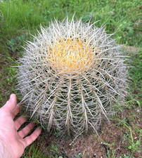 ECHINOCACTUS GRUSONII VAR. ALBISPINUS - PIANTA DA GIARDINO - DIAM 28 - H 25 CM