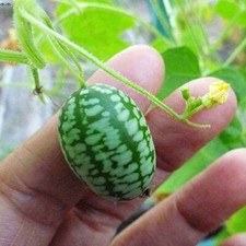 CUCAMELON CETRIOLO MESSICANO MELOTHRIA SCABRA, 15 SEMI + OMAGGIO