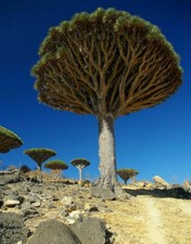 Dracaena draco, Albero del