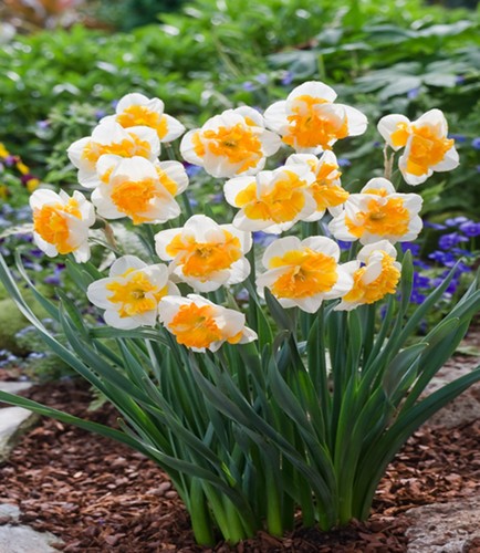 Narcisi bulbi fiori cipolle - bulbi,