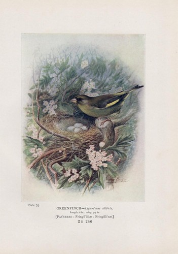 Grünfink uova - grünfink, (chloris)