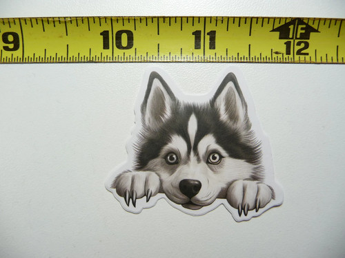 Peeking siberian husky piccolo - peeking,
