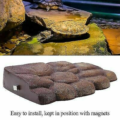 Rettile terra turtle bank - turtle,