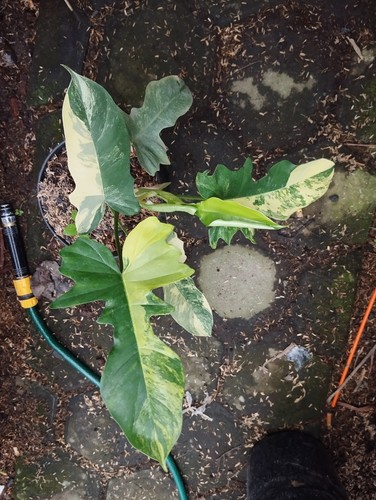 Philodendron mayoi florida - philodendron,
