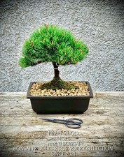 Pinus mugo carlino - pinus,