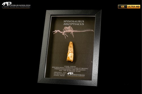 Dente fossile spinosaurus - fossile, di