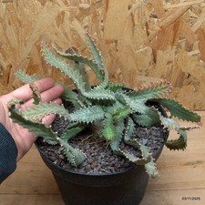 Euphorbia stellata con grande